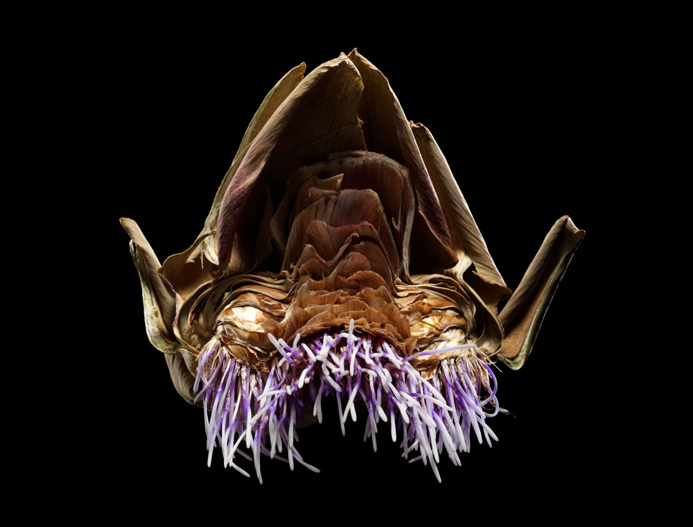 Artichoke