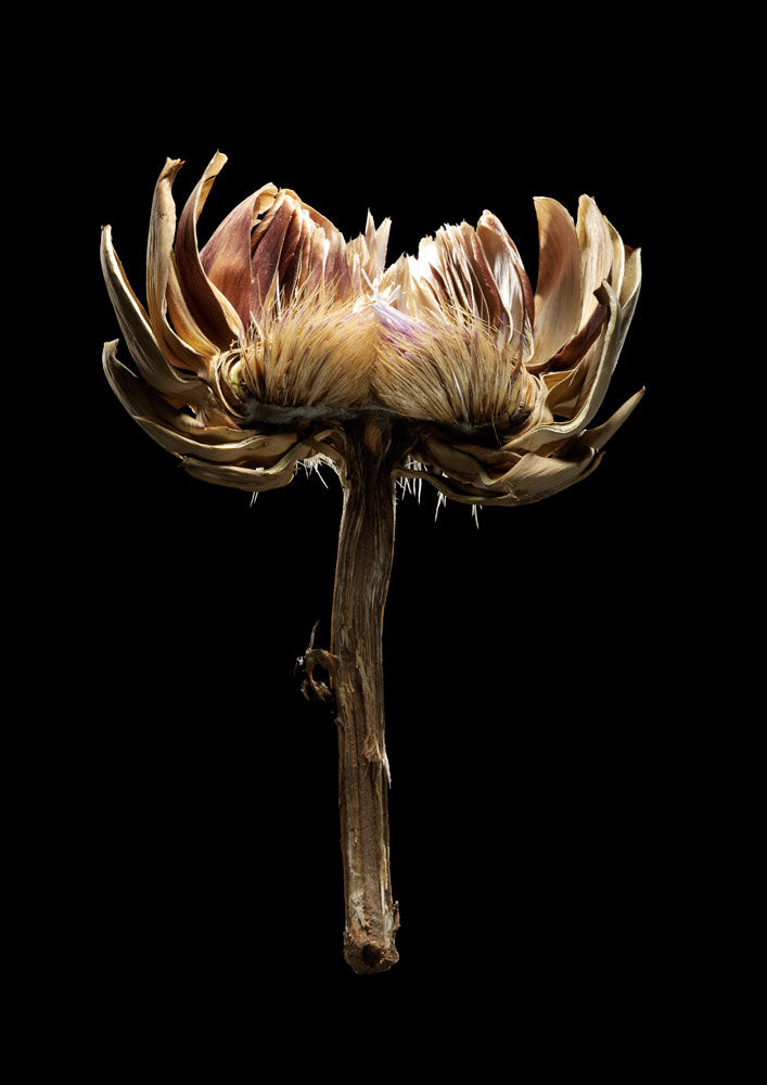 Artichoke