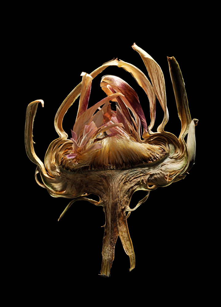 Artichoke