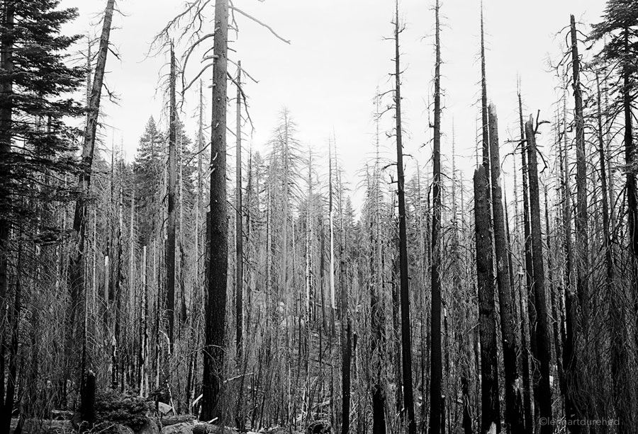 Yosemite