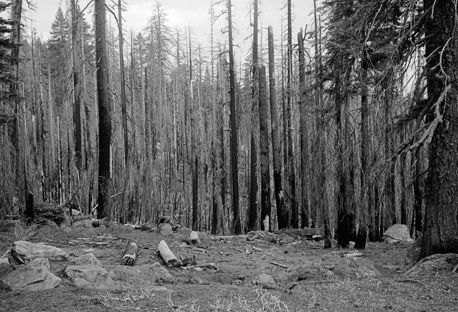 Yosemite Natinal Park