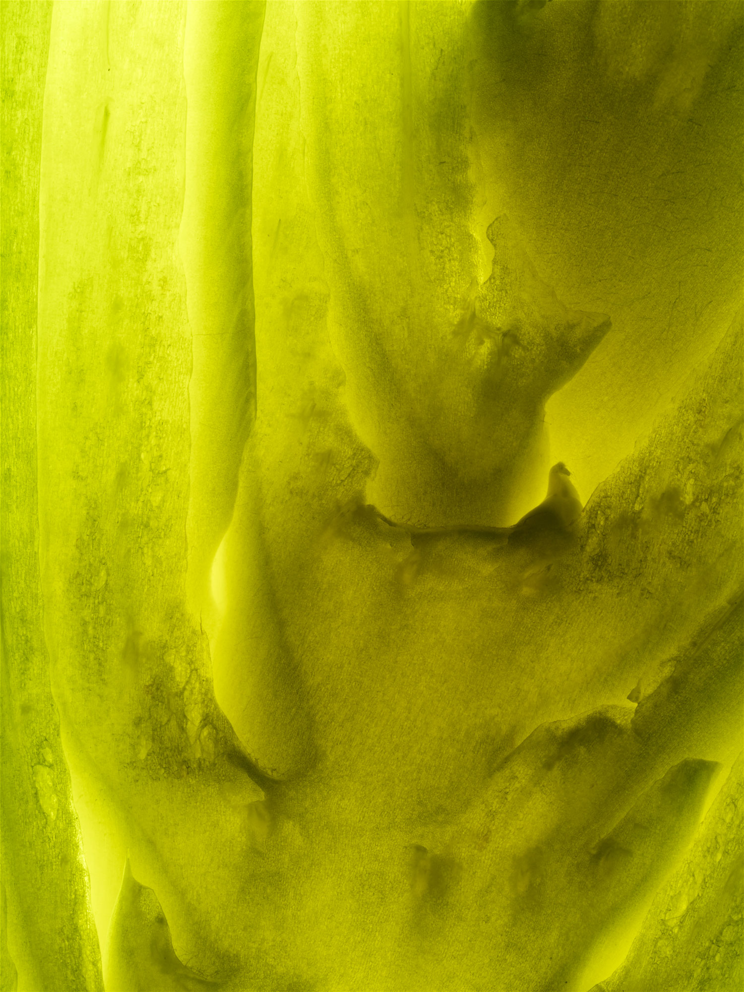 Sallad